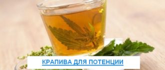 Крапива для потенции