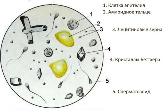 под микроскопом