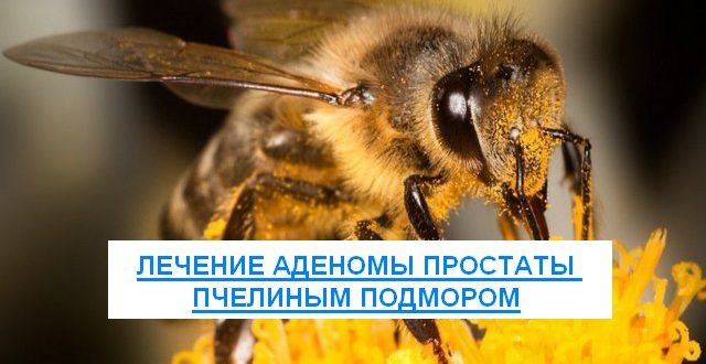 лечение аденомы простаты пчелиным подмором