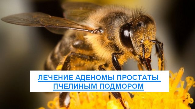 польза пчёл