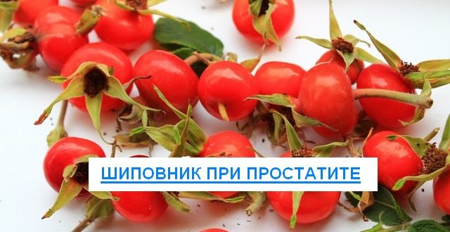 шиповник при простатите