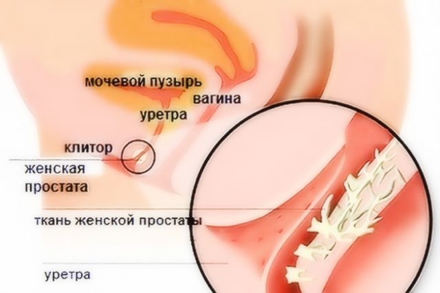 подробная схема строения